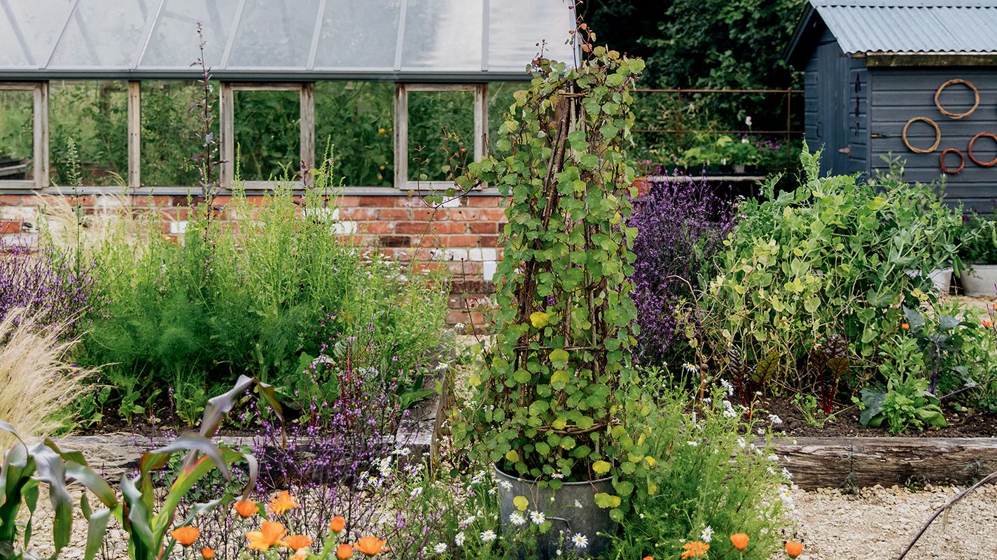 How to care for nasturtiums