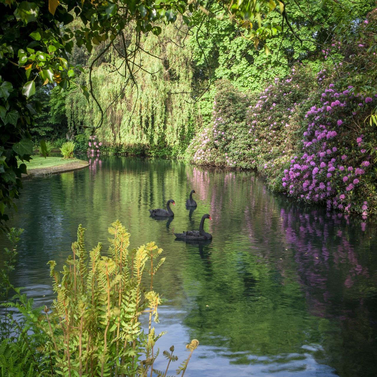 From the archive: the gardens of Shute House are Sir Geoffrey Jellicoe's masterpiece